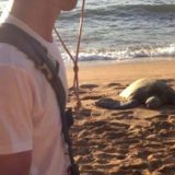 ハワイ × ウミガメ (ホヌ) – 海沿いのホテルからも運が良ければ見える