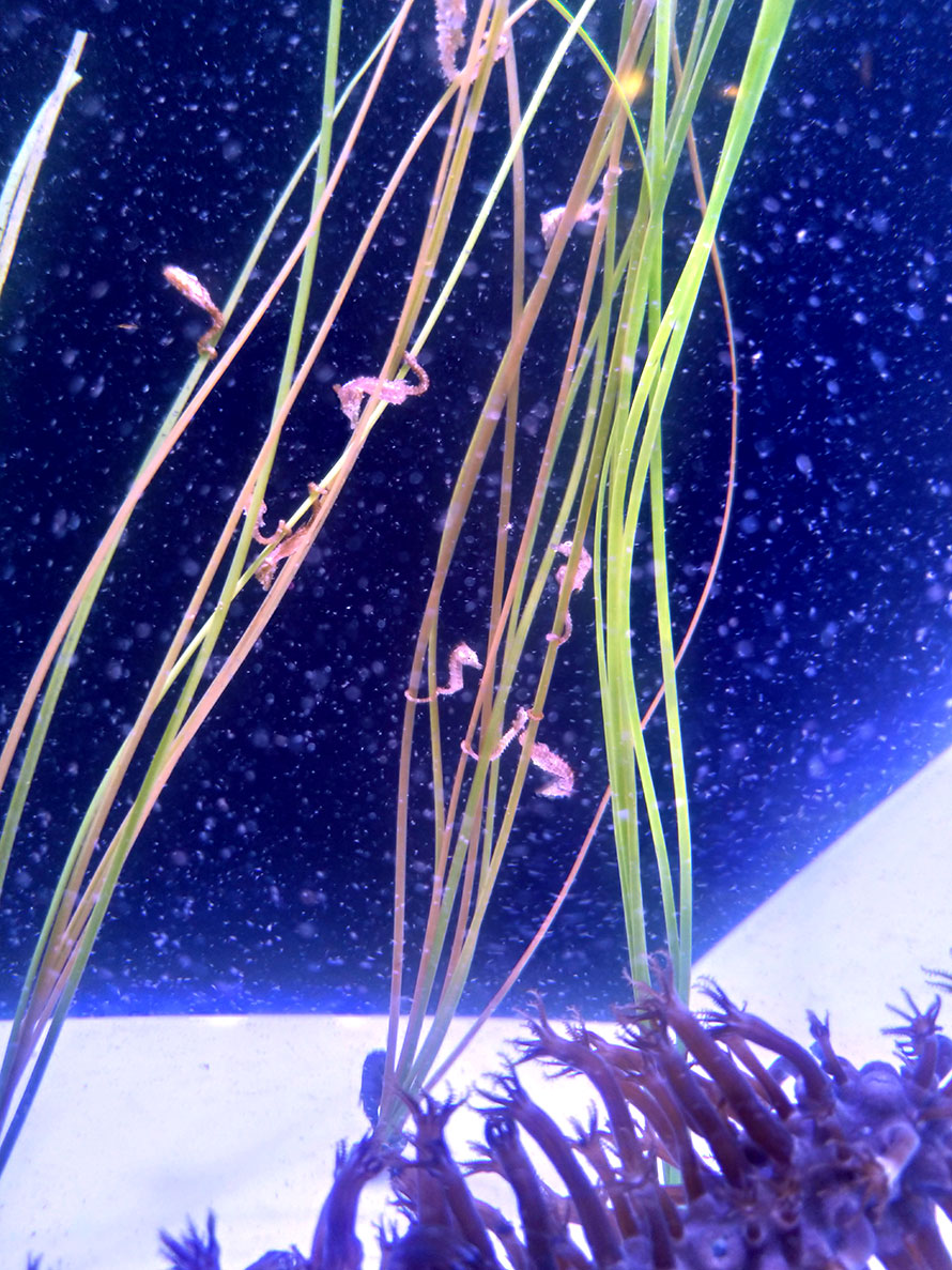 ハワイ ホノルル ワイキキ水族館 水槽 タツノオトシゴ的な何か