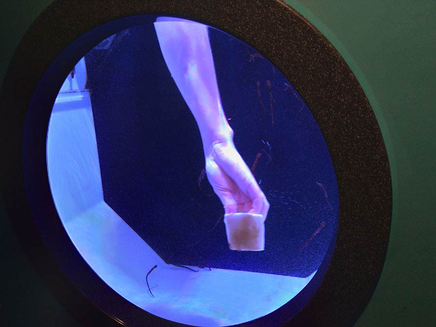 ハワイ ホノルル ワイキキ水族館 水槽