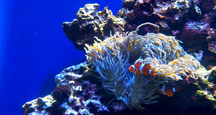 ハワイ ホノルル ワイキキ水族館 水槽 カクレクマノミ？