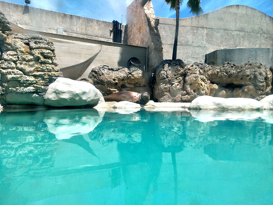 ハワイ ホノルル ワイキキ水族館 屋外エリア