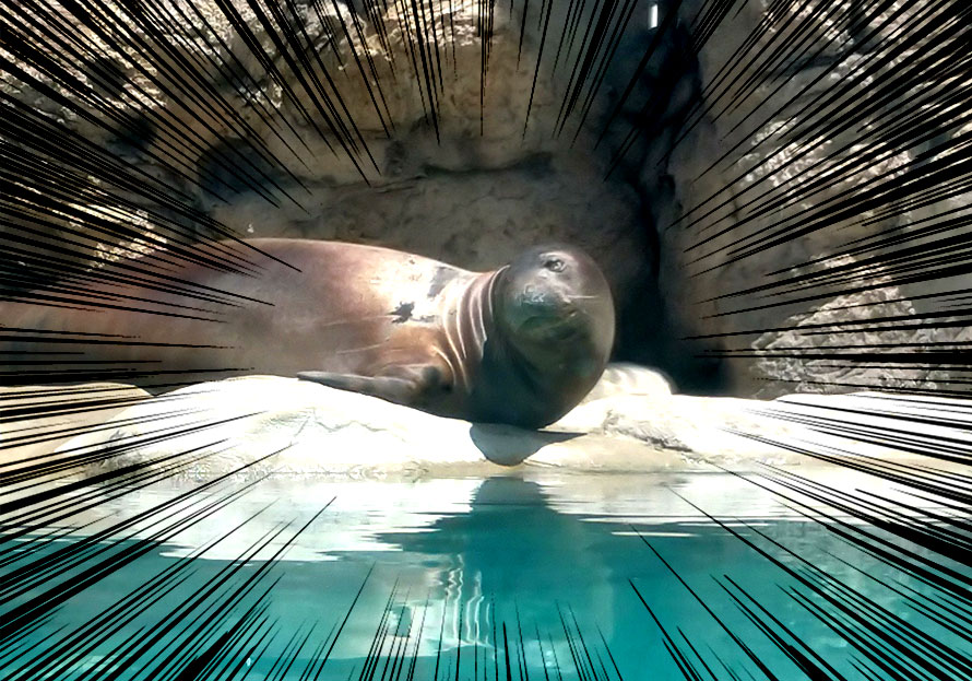 ハワイ ホノルル ワイキキ水族館 水槽 屋外エリア